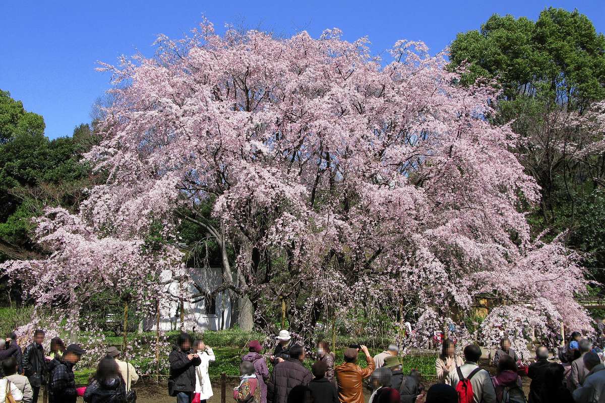 ซากุระกิ่งย้อยต้นใหญ่สีชมพูบานในลานวัดเซย์อุนจิ เขตอาราคาวะ เมืองชิจิบุ