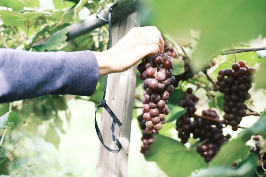 เก็บองุ่นในโอคายามะ 7 สวน | เปรียบเทียบวิธีเก็บ ฤดูกาล และพื้นที่