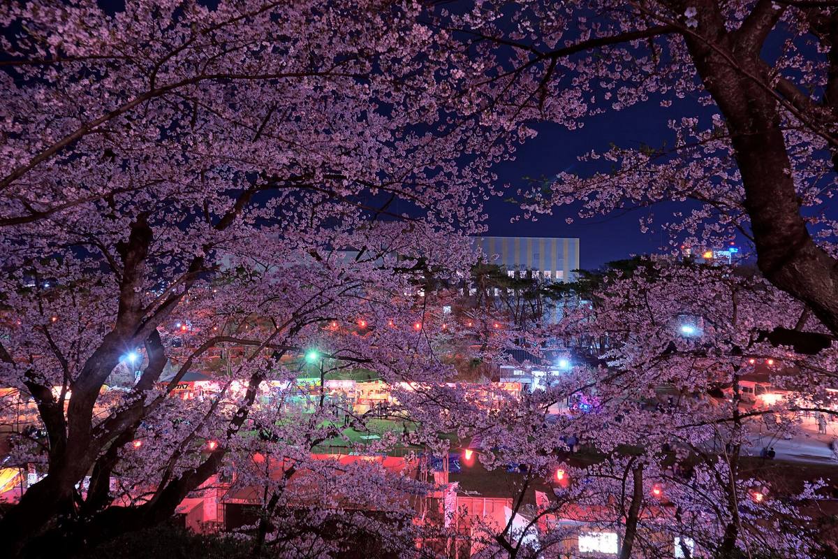 ซากุระบานยามค่ำคืนในงานเทศกาลซากุระสวนเซ็นชู
