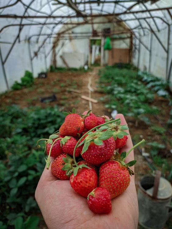 ภาพประกอบการเก็บสตรอว์เบอร์รี ไม่ใช่ภาพของ Setouchi Fruits Garden
