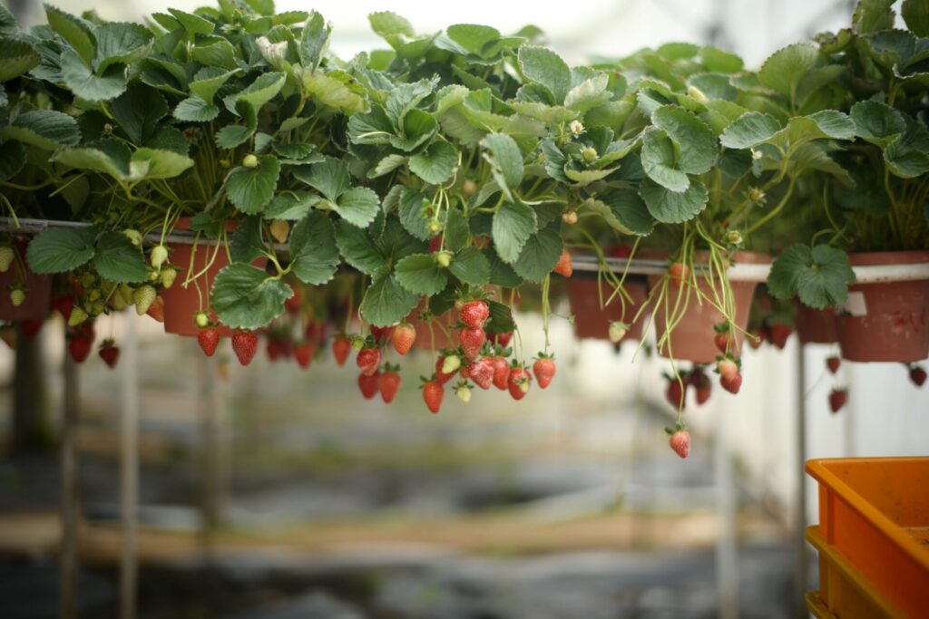 เก็บสตรอว์เบอร์รีที่ Setouchi Fruits Garden จังหวัดโอคายามะ | ชิมหลายพันธุ์ในสวนที่พาครอบครัวมาได้