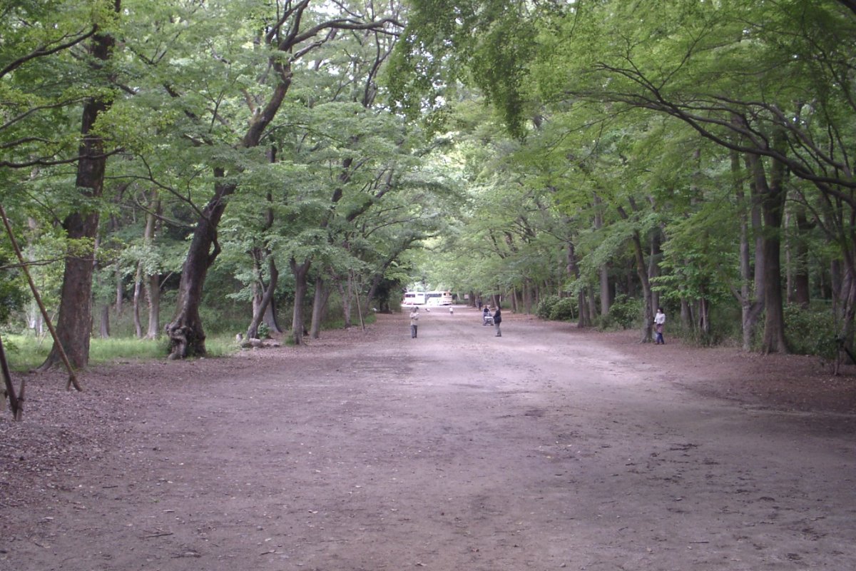 ทางเดินในป่าทาดาสุโนะโมริ