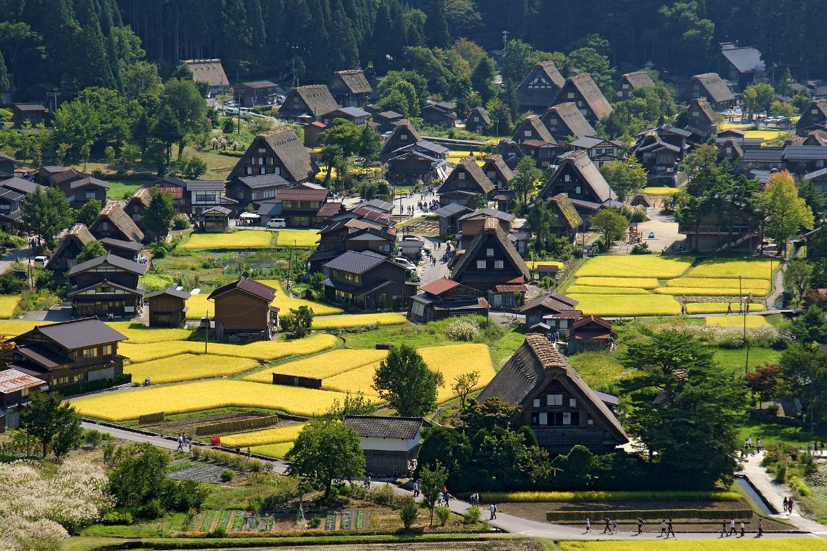บ้านกัสโชกับนาข้าวสีทองในฤดูใบไม้ร่วง