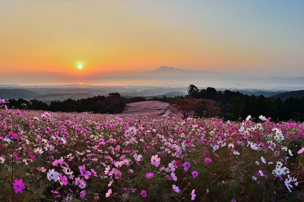 ที่ราบสูงชิรากิมิเนะ｜ทุ่งคอสมอส ดอกนาโนะฮานะ อิซาฮายะ วิธีไป