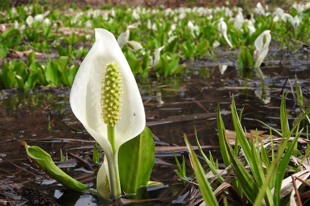 ดอกมิซุบาโชสีขาวบานในหุบเขาชิรามิเนะฤดูใบไม้ผลิ