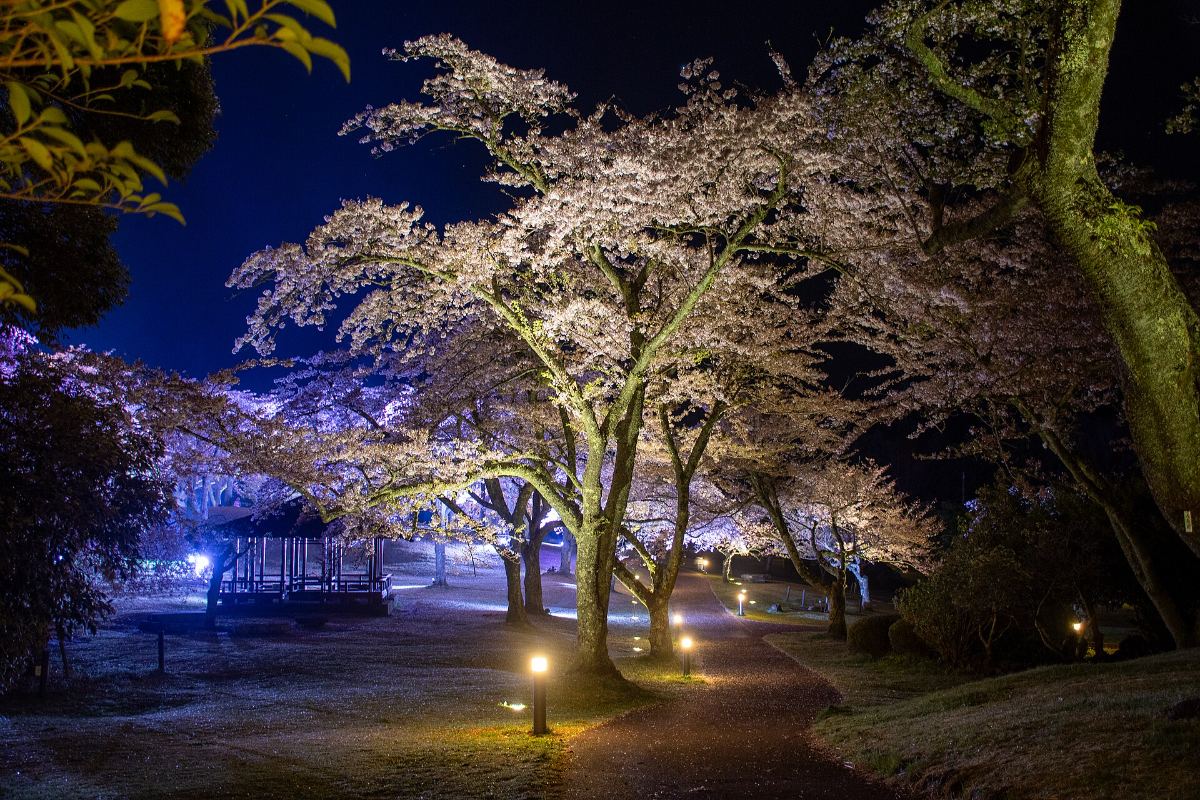 ซากุระโนะซาโตะ สวนซากุระที่เมืองอิโต