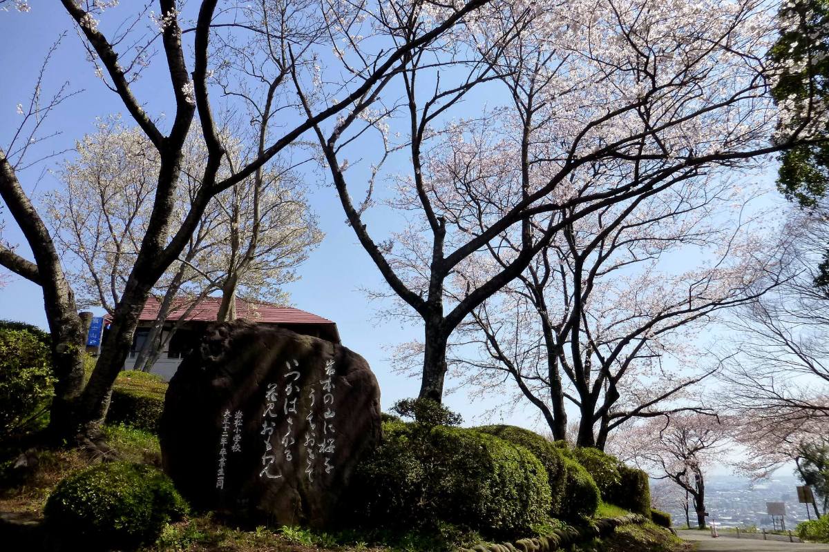 ภูเขาฟูจิและซากุระที่สวนอิวาโมโตยามะ เมืองฟูจิ