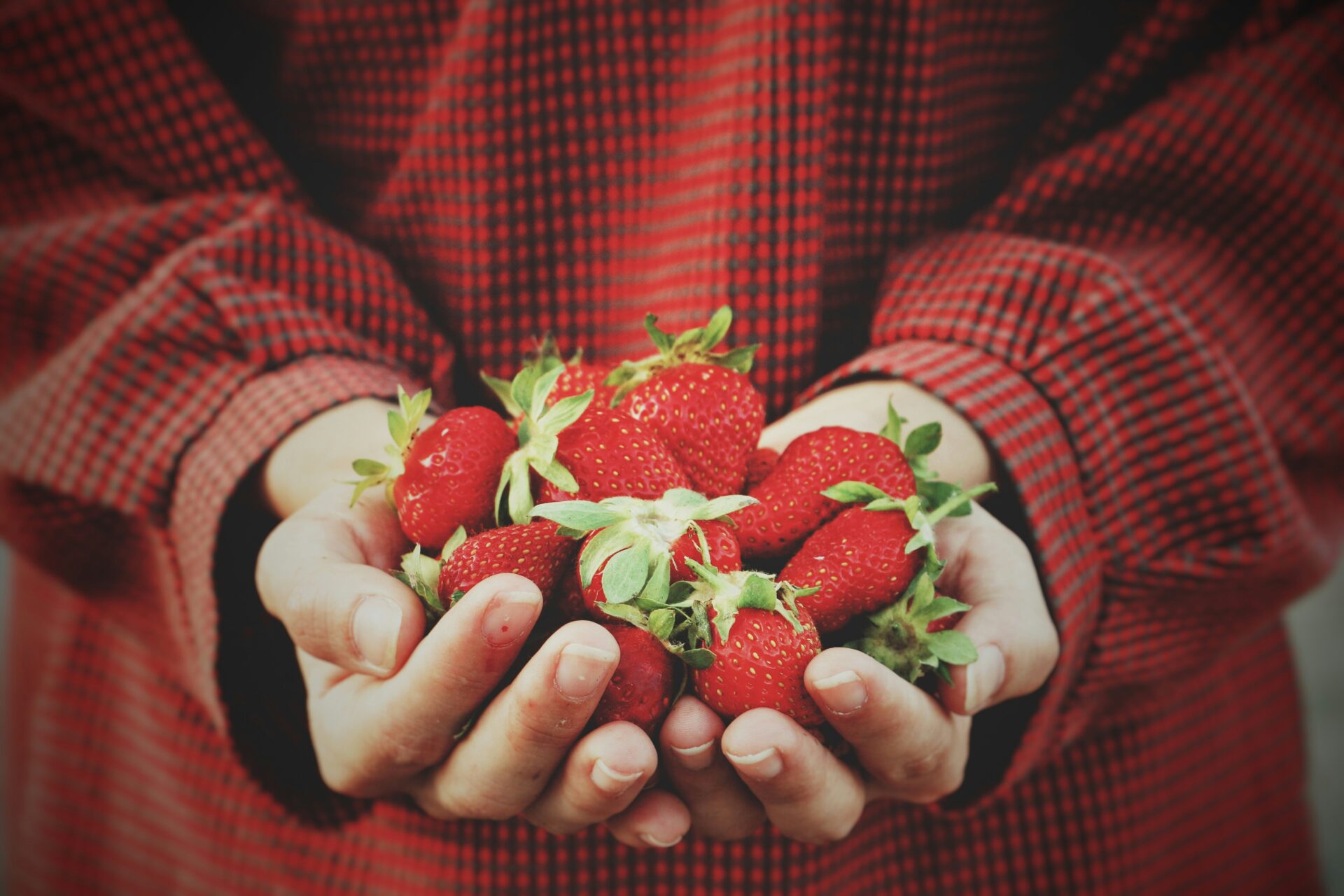 ภาพประกอบผู้ถือสตรอว์เบอร์รีจากสวนอื่น ไม่ใช่ภาพจริงของ LPC Vegetalia Farm