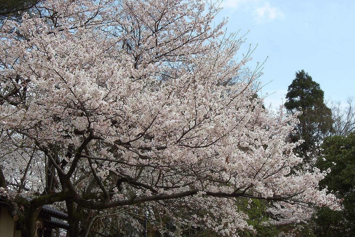สวนสาธารณะทากาโอกะโคโจ (ซากปราสาททากาโอกะ)