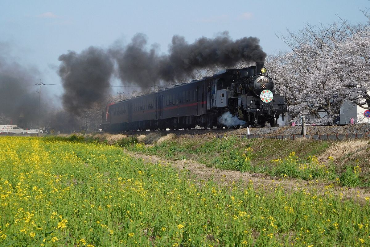 รถไฟโมโอกะวิ่งผ่านแนวซากุระและทุ่งดอกนาโนฮานะสีเหลือง เมืองโมโอกะ โทจิงิ