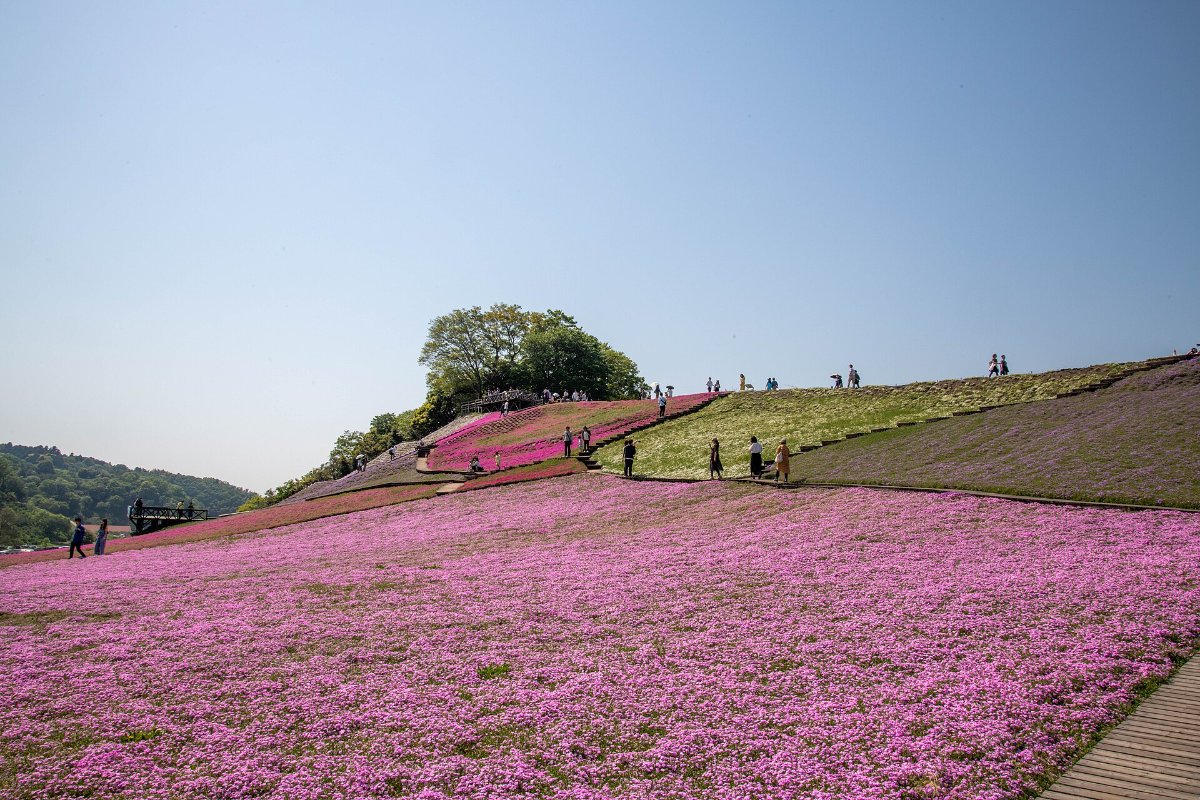 ทุ่งชิบะซากุระสีชมพูในหมู่บ้านเยอรมันโตเกียว