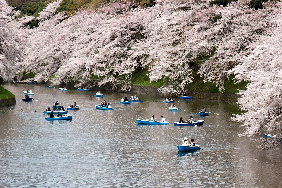 ซากุระกิ่งยื่นเหนือคูน้ำชิโดริงาฟุจิ โตเกียว มีเรือพายลอยอยู่ด้านล่าง