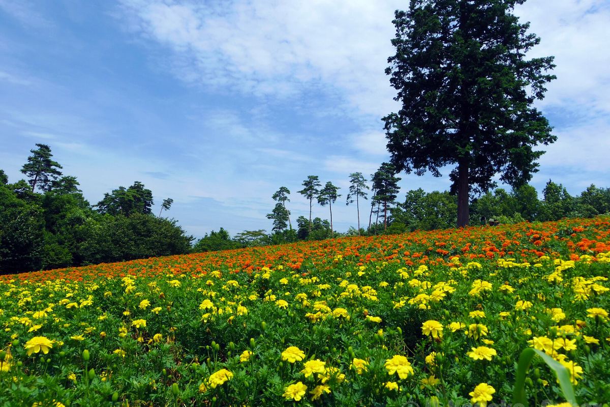 ทุ่งดอกไม้ในสวนทตโตริฮานะไคโรฤดูร้อน