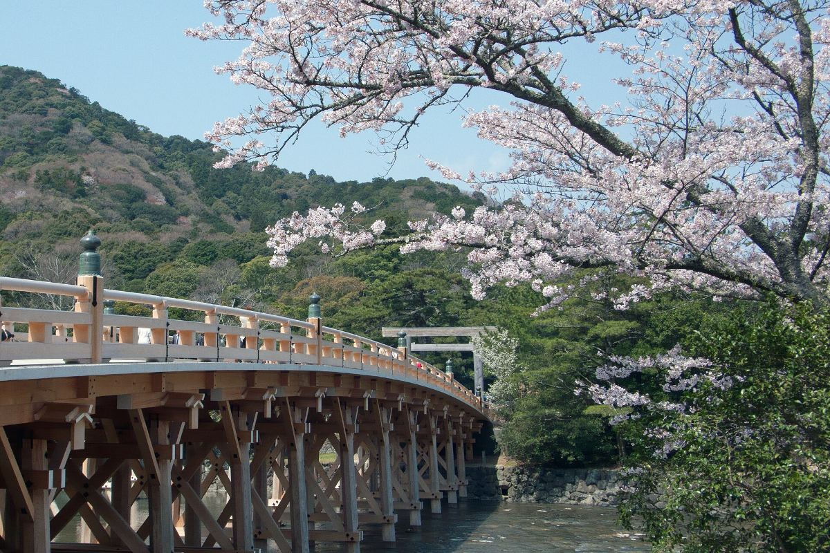สะพานอุจิกับซากุระริมแม่น้ำ