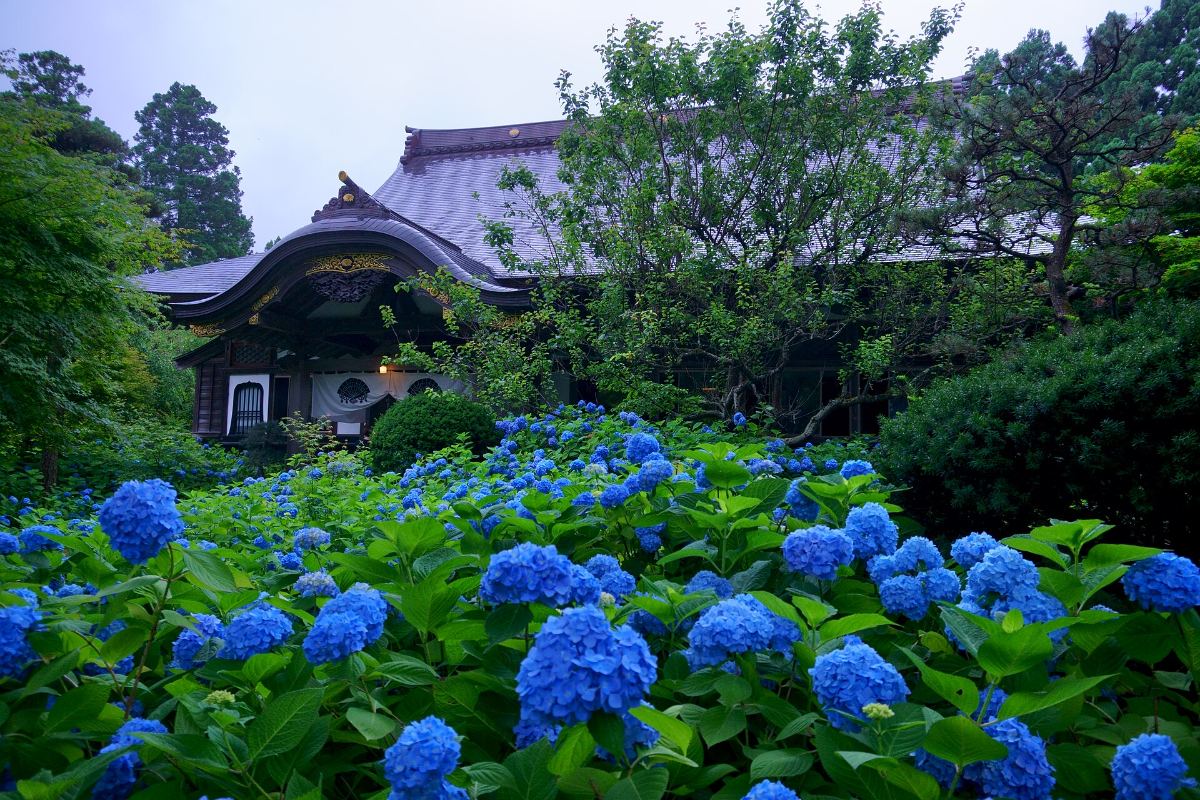 อาคารวัดอุนโชจิกับดอกอะจิไซสีฟ้า
