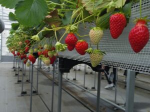 เก็บสตรอว์เบอร์รีที่ Tourist Farm WATANABE จังหวัดชิมาเนะ