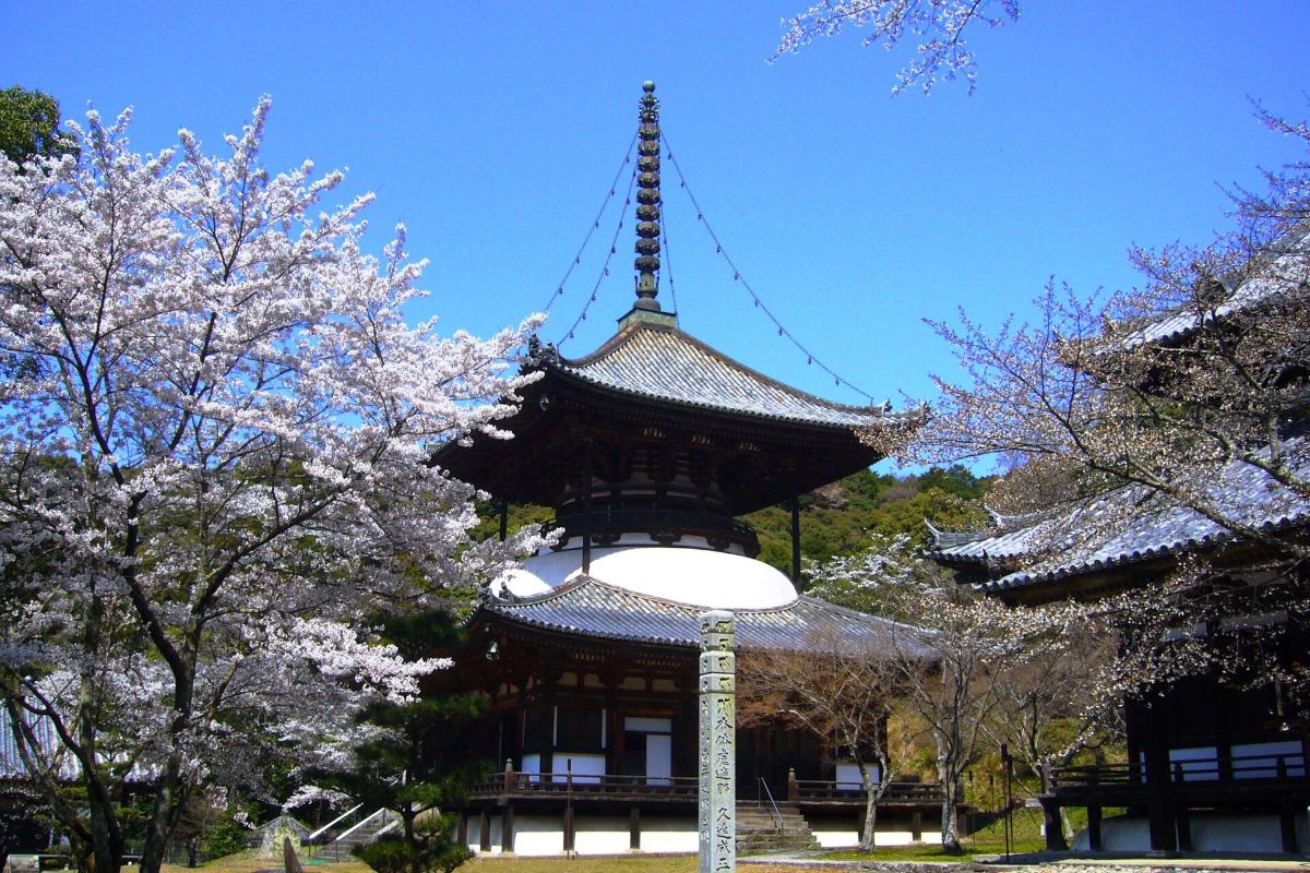 ซากุระบานรอบเจดีย์ใหญ่และอาคารไม้ของวัดเนโงโรจิ เมืองอิวาเดะ วาคายามะ