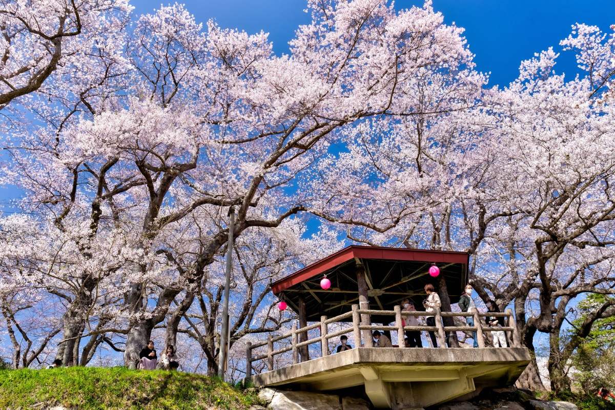 ซากุระโซเมอิโยชิโนะอายุเกิน 120 ปีบานที่สวนเอโบชิยามะ เมืองนันโย ยามค่ำมีไลต์อัป