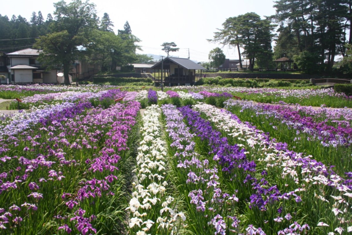 ดอกอายาเมะสีม่วงบานเต็มสวนในงานเทศกาลอายาเมะ เมืองนากาอิ จังหวัดยามากาตะ