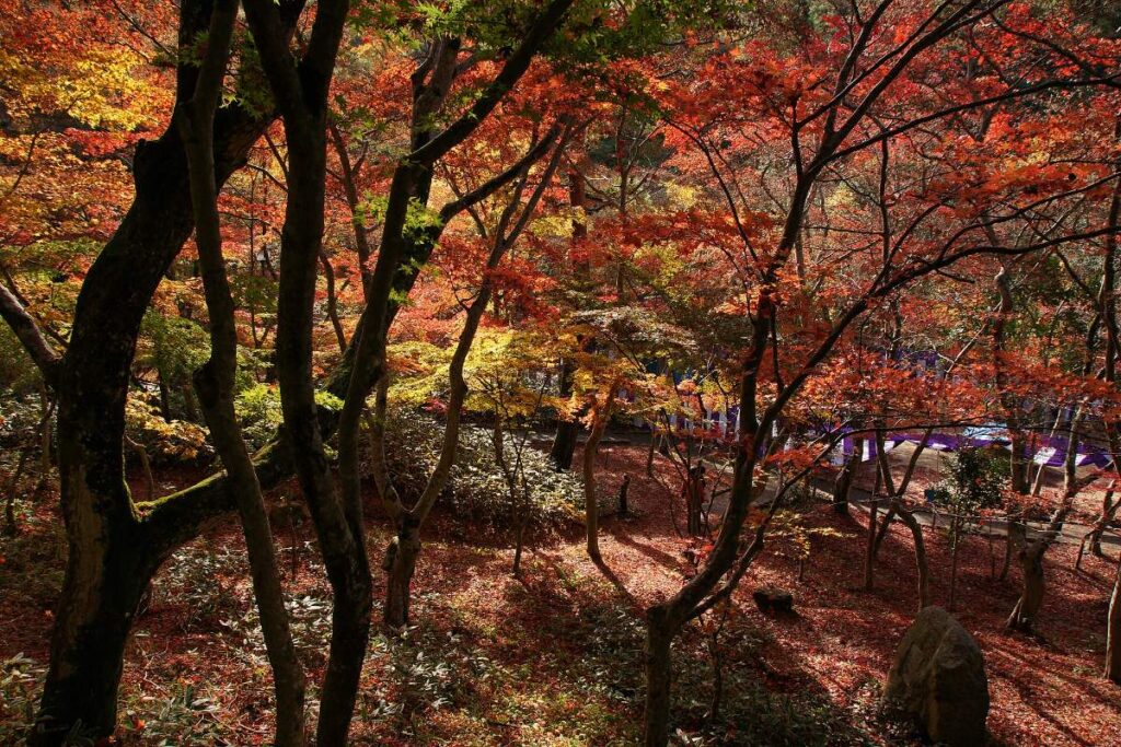 สวนซุยโฮจิ อาริมะออนเซ็น｜“สวนฮิงุราชิ” ชมใบไม้เปลี่ยนสี